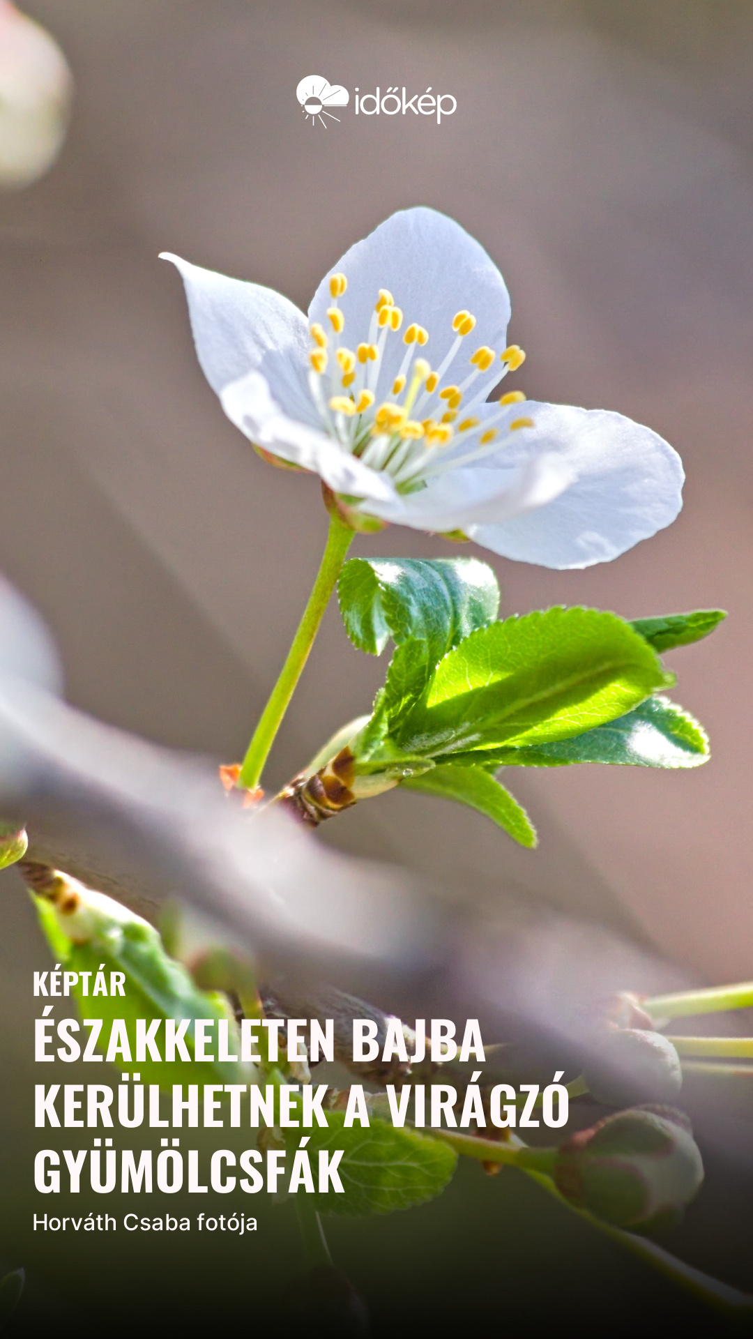 Északkeleten bajba kerülhetnek a virágzó gyümölcsfák