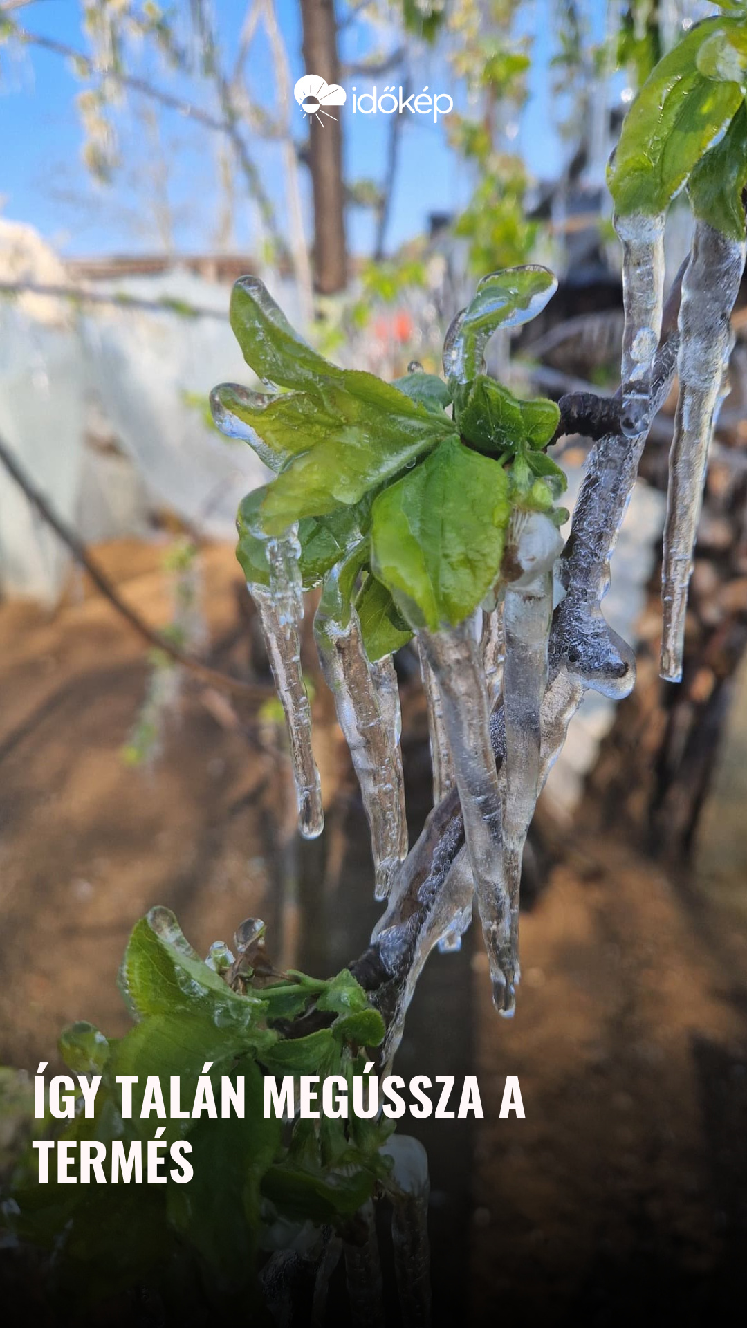 Így talán megússza a termés