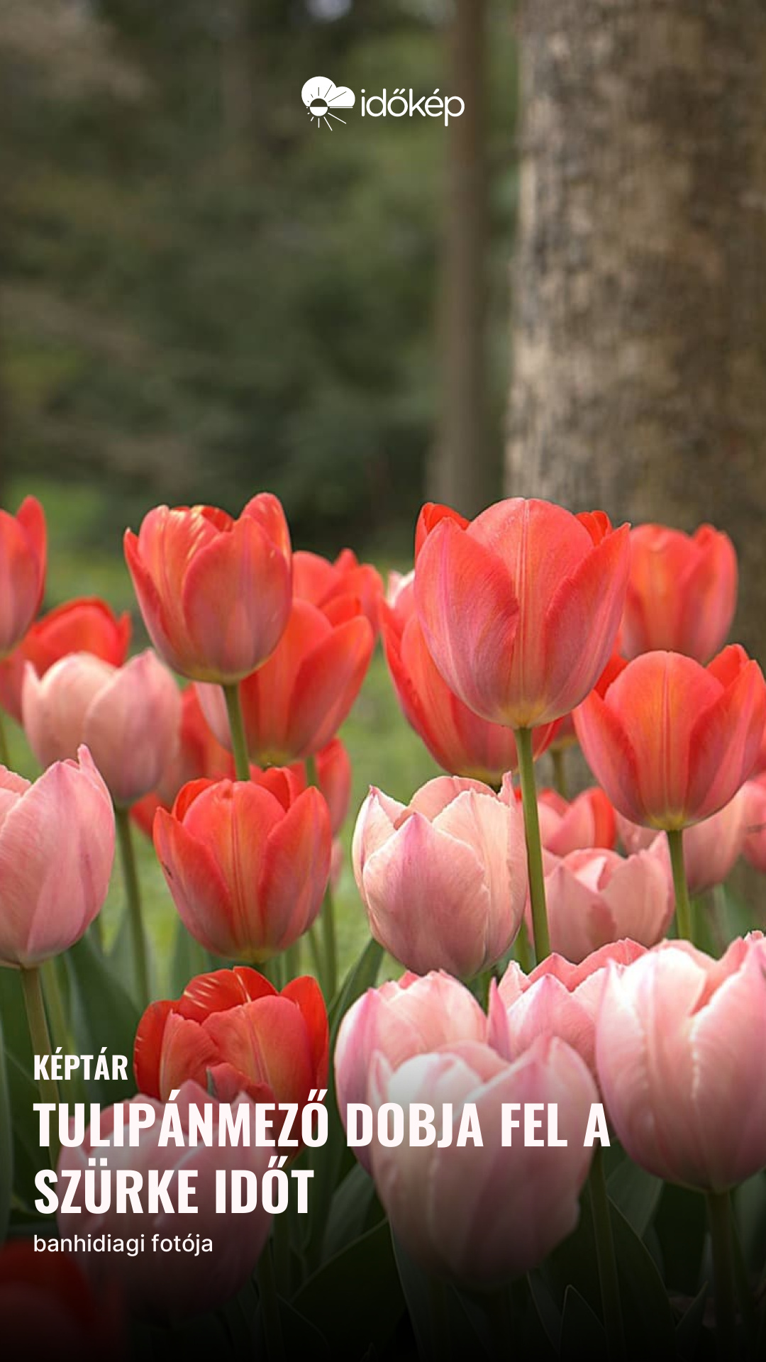 Tulipánmező dobja fel a szürke időt