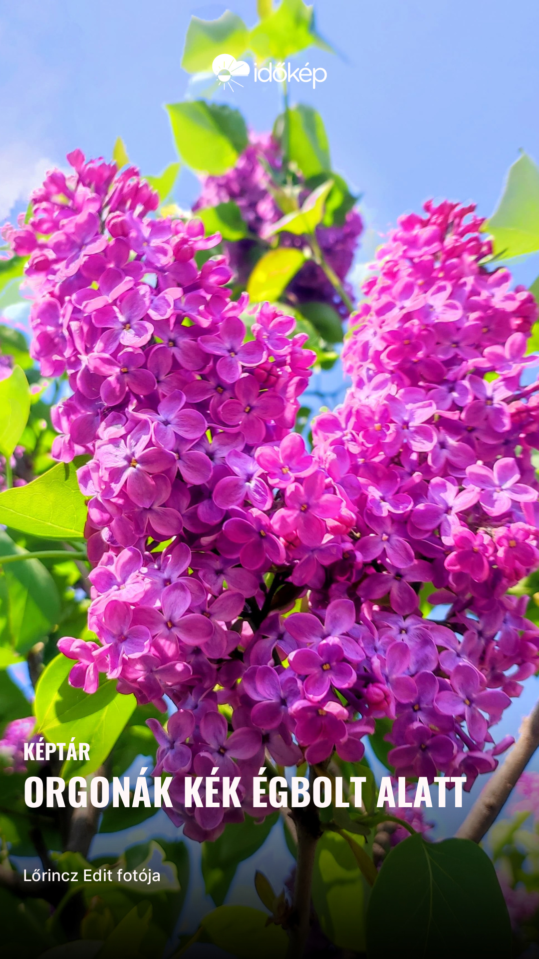 Orgonák kék égbolt alatt 