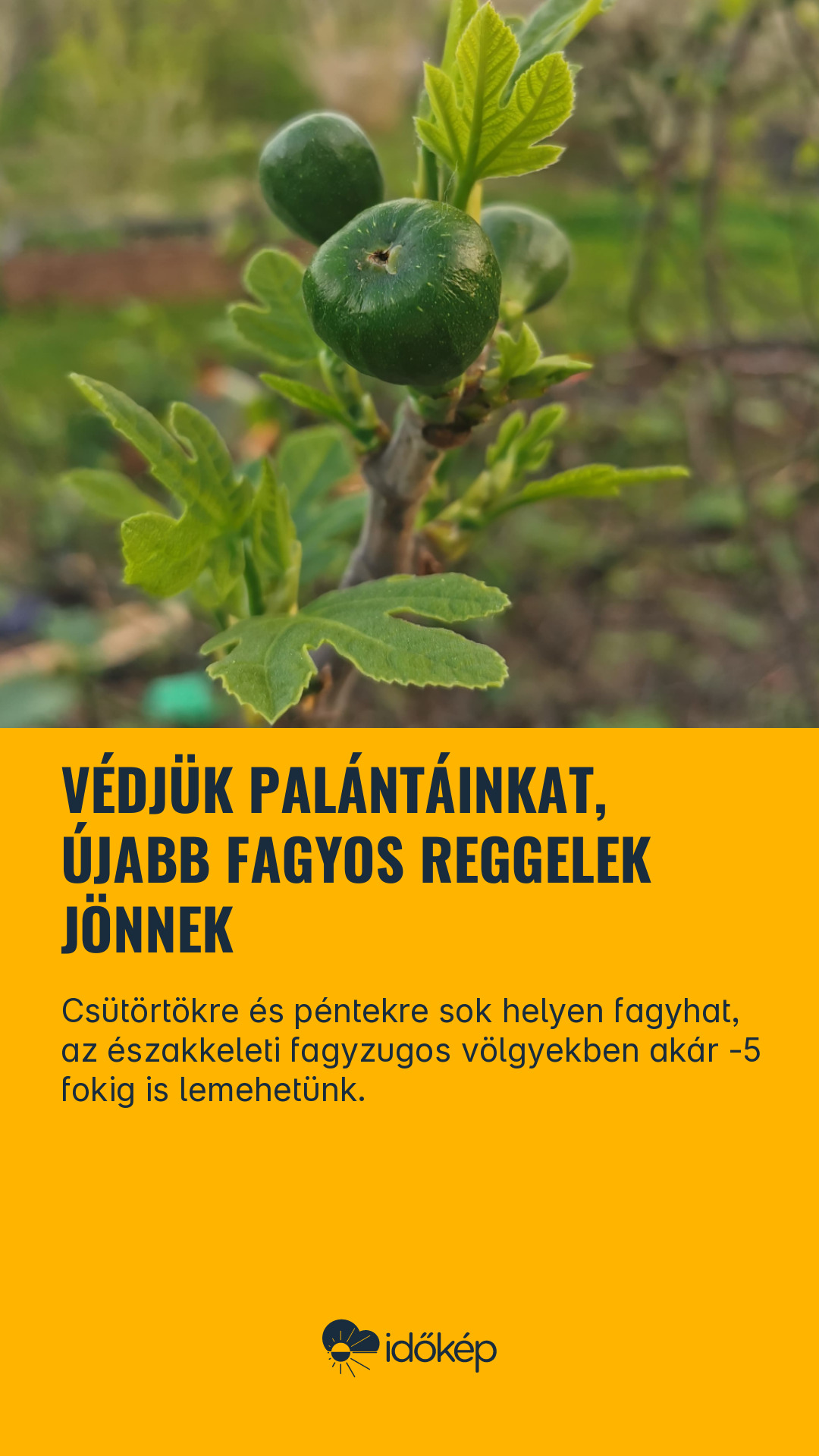 Védjük palántáinkat, újabb fagyos reggelek jönnek