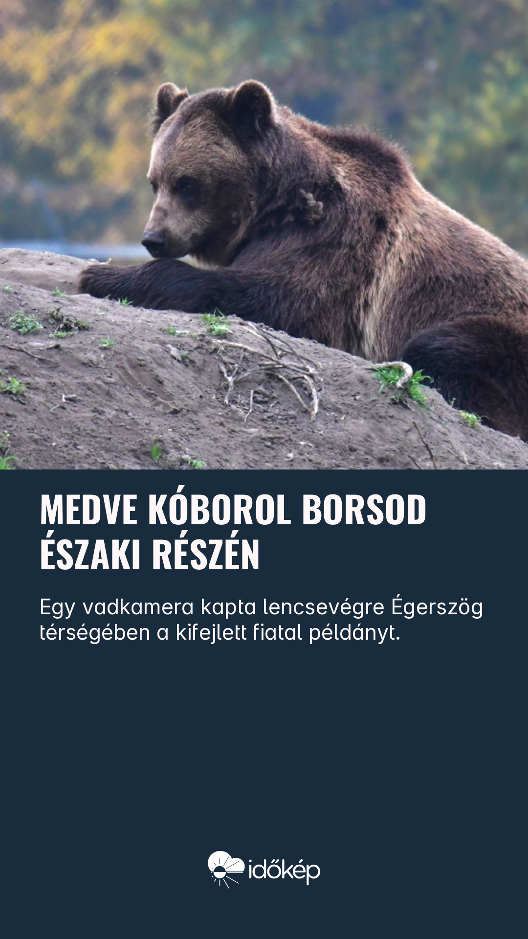 Medve kóborol Borsod északi részén