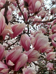 Magnólia virágzása