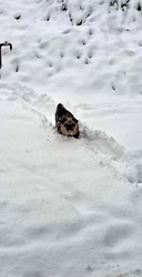 Élvezi élete első havát :)