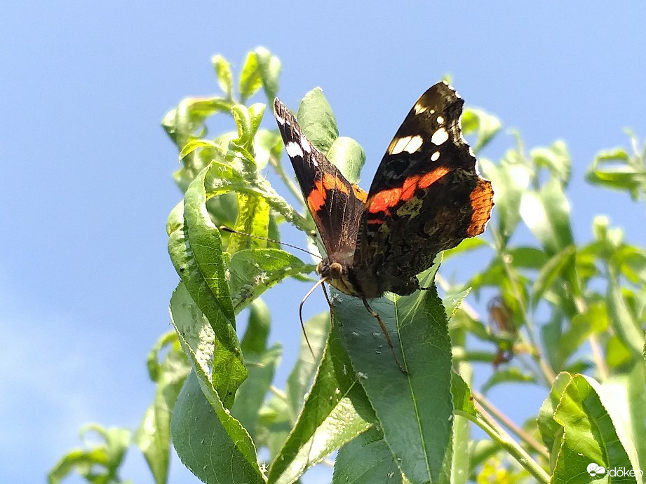 Észlelési fényképek