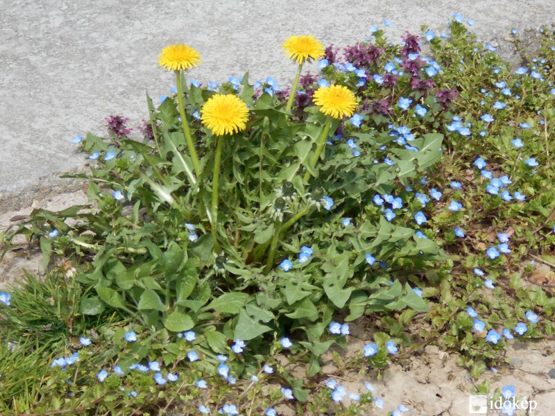 Nyíló virágok az út mentén...