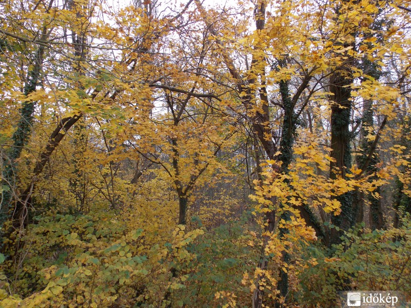 Erdő ősszel 