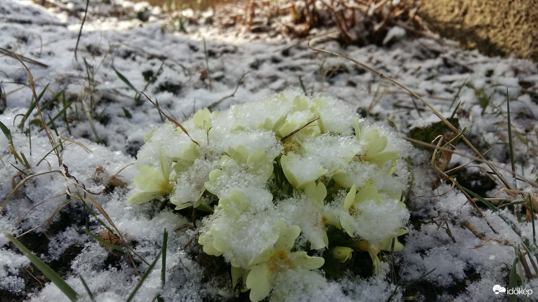 Hó virág?