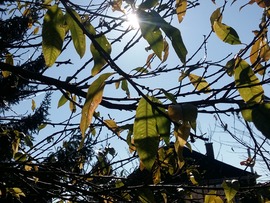 Őszi lombhullás után..