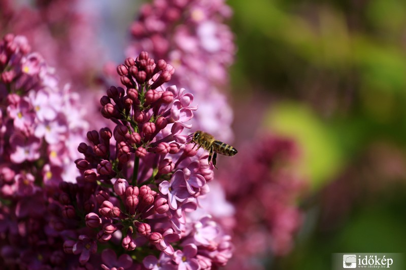 Szorgos méhecske :)