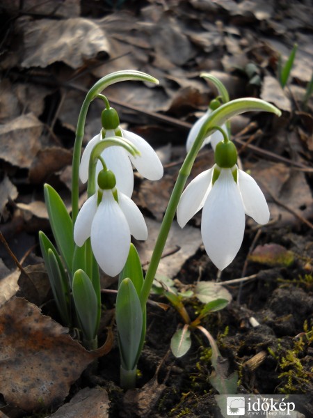 Érkezőben a tavasz