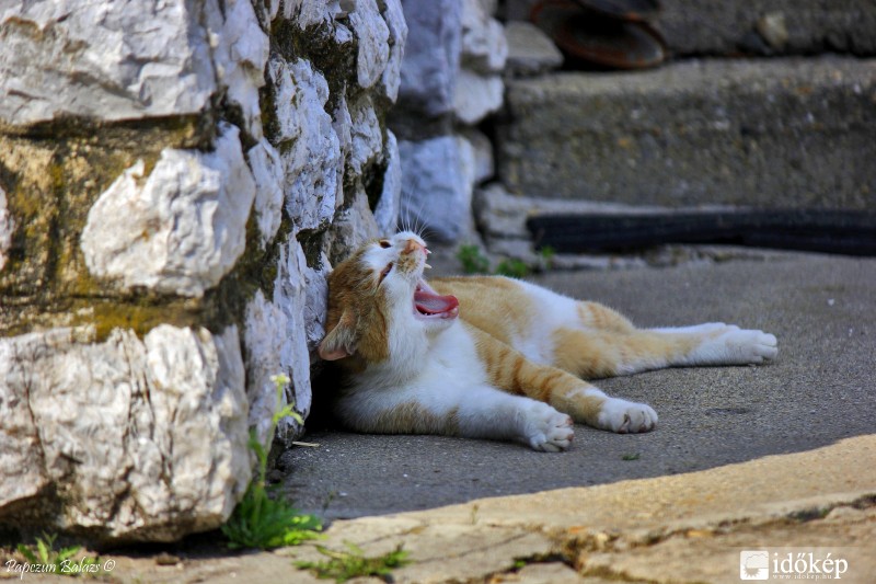 Jaj de ááááálmos vagyok!