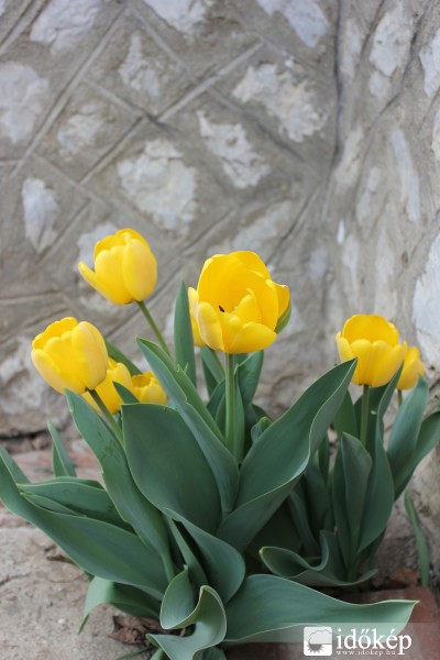 Sárga tulipánok (1)