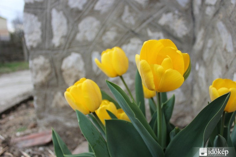 Sárga tulipánok (2)