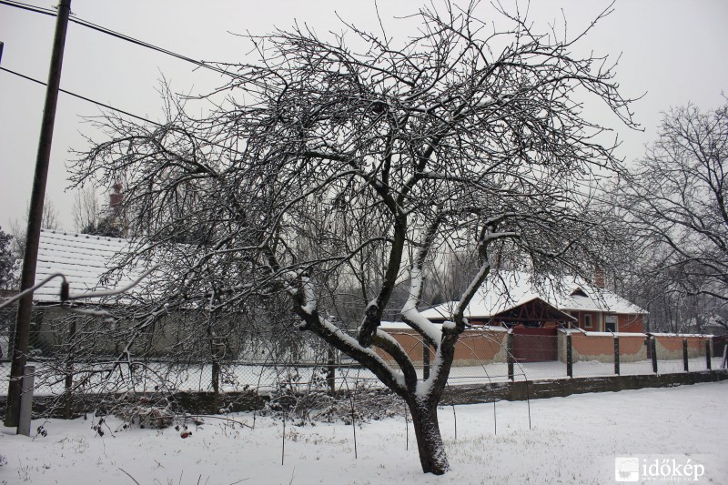 Hóval borított almafa