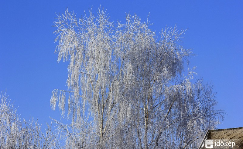 Zúzmarával borított nyírfák