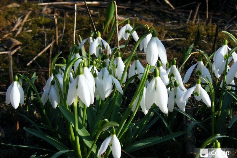 Itt az igazi tavasz!