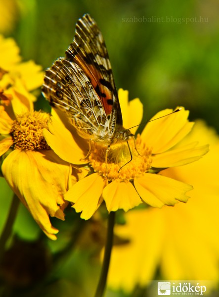 Bogáncslepke (Vanessa cardui)