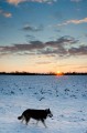 Husky és a téli naplemente