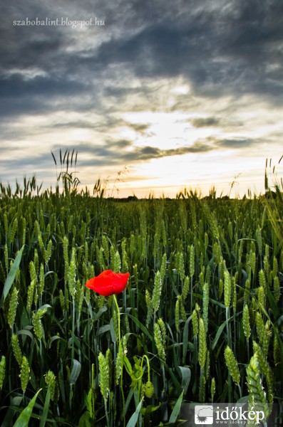 Pipacs a lemenő Nap fényében