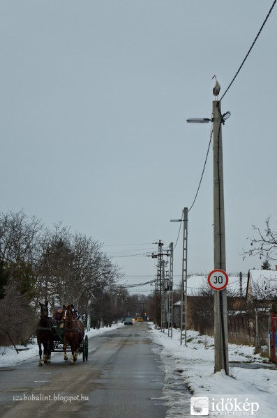 Gólya Szegeden.