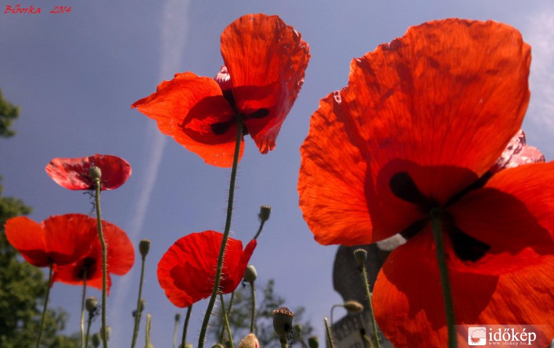 és tavasz pirosban...