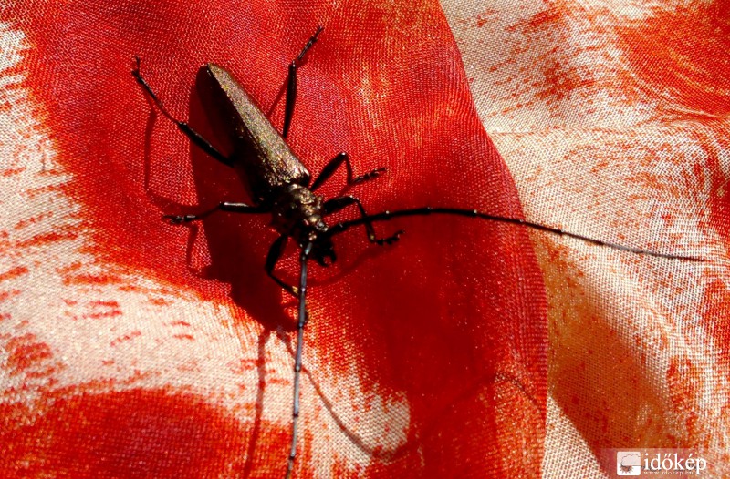 egy hős... a strandkendőmön...