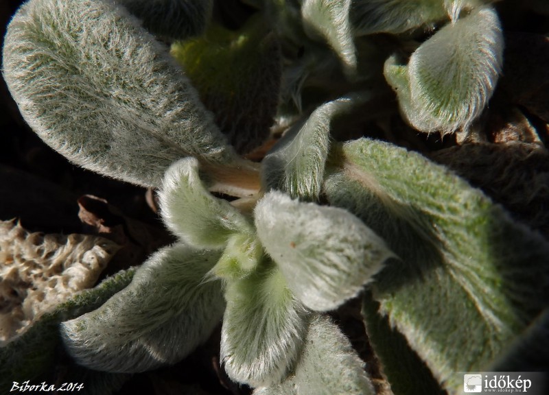kissé ázott nyuszifül virág