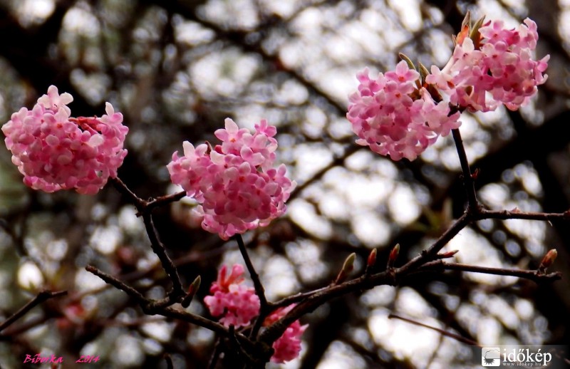 mai rózsaszín tavasz 
