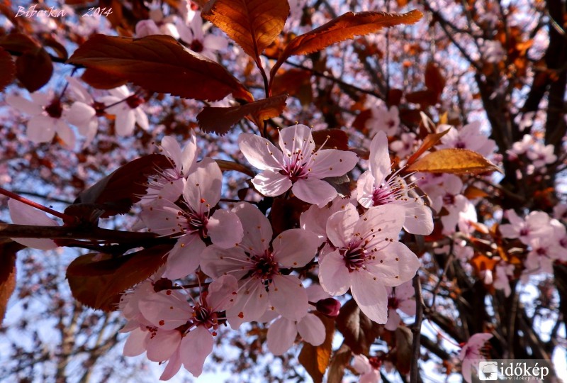 századik virágos kép :)