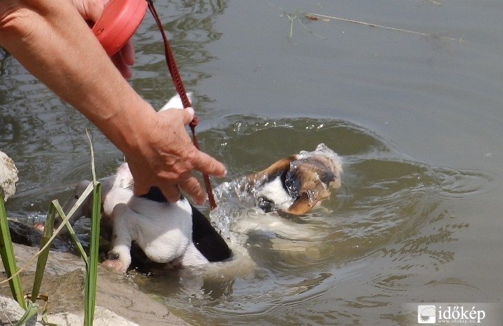 Gazdi csinálj már valamit, nem látod, hogy elmerültem...