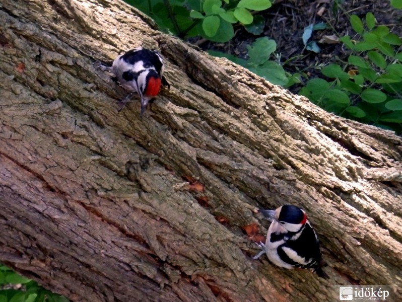 Figyelj haver, Te találtál valamit?