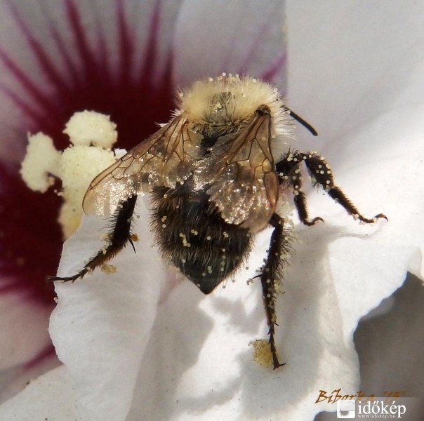 és ő sem sokkal maradt le....