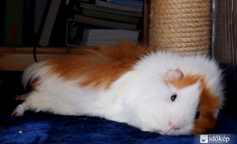 már most meleg van....:)