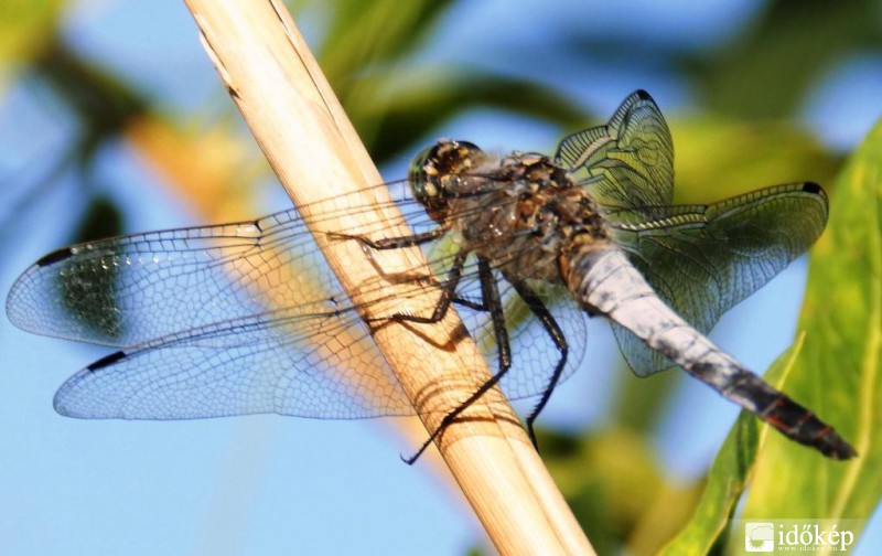 repülő remekmű..... 