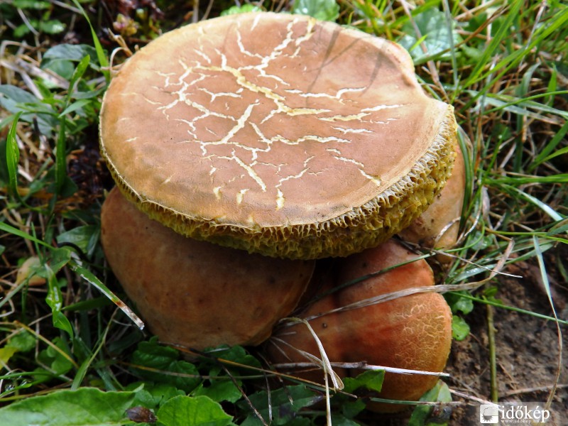 jópofa furaság....