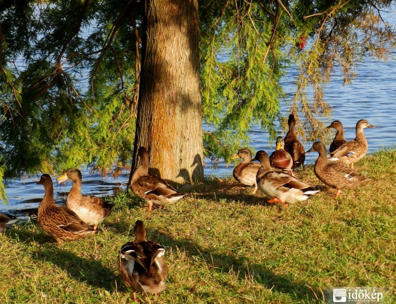 délutáni kacsagyűlés