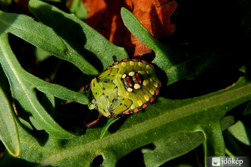 színpompás poloska