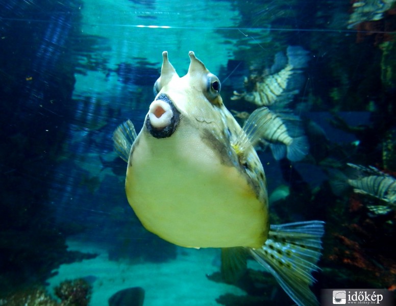 Adj egy puszit..... :)