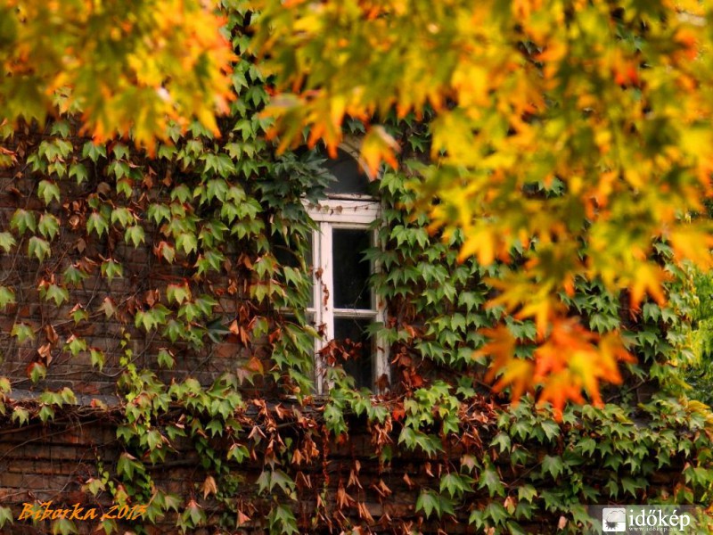 vadszőlős kilátás