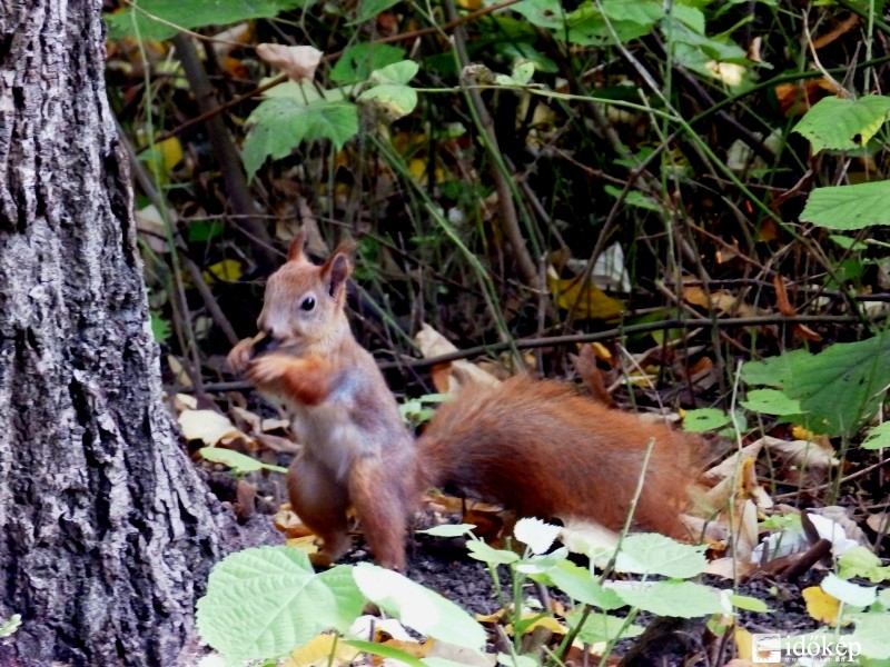 találtam valami fincsit..... :)