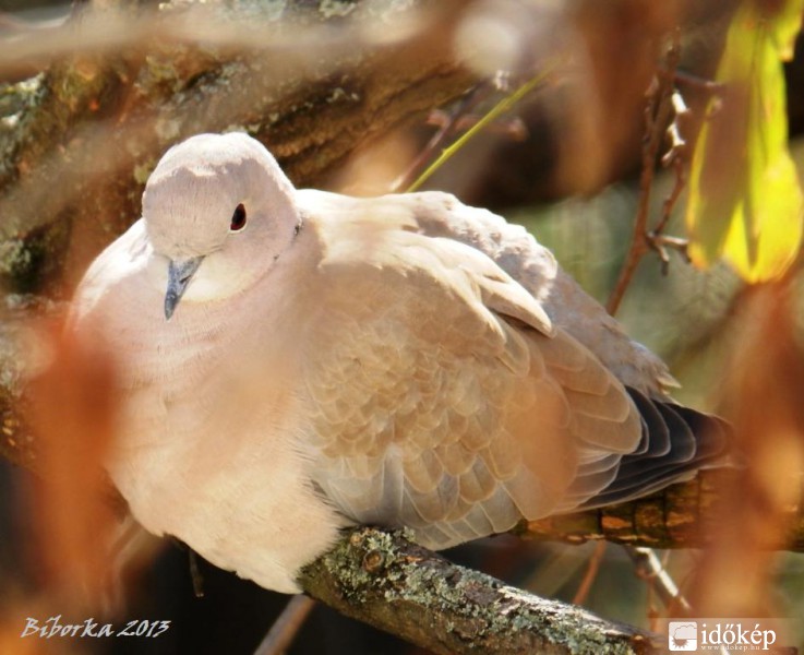 melegedés egy fagyos éjszaka után 