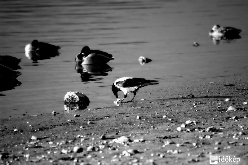 madarak a dunaparton