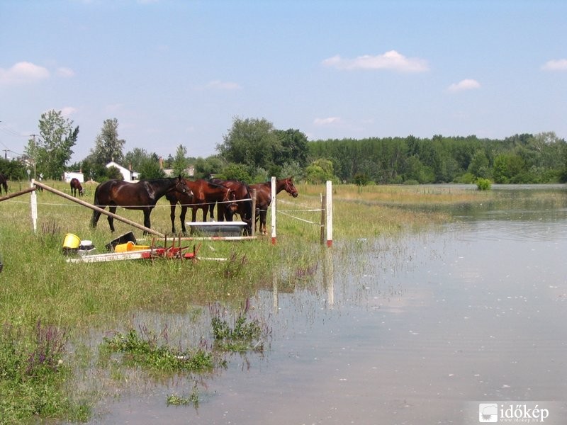 Vízbõl menekített lovak a Luppánál