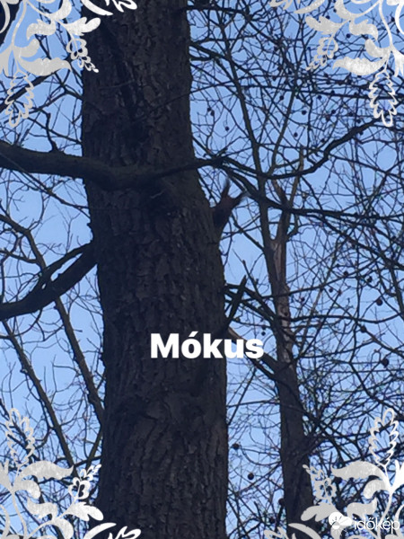 Budapest IV.ker - Káposztásmegyer