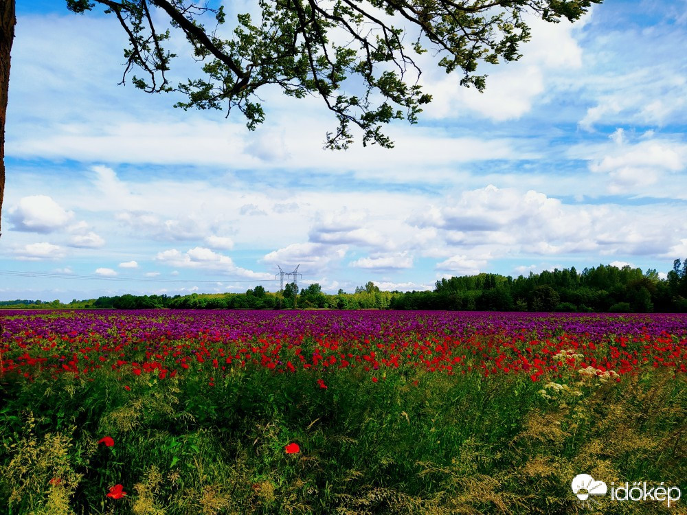 Észlelési fényképek