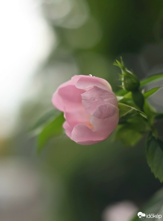 Budapest IV.ker - Újpest