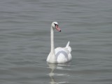 Hattyú a Balatonon Fonyódnál.