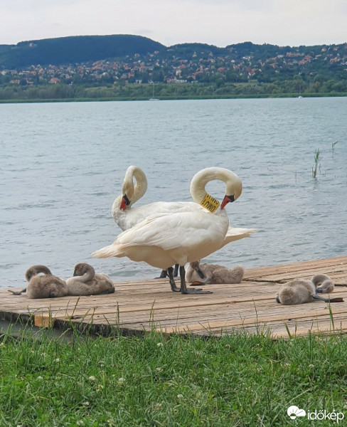 Balatonfűzfő