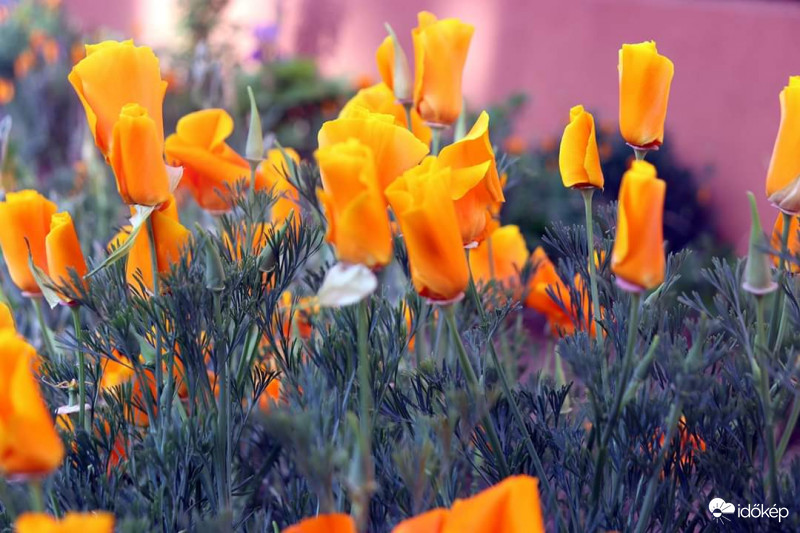 Kaliforniai kakukkmák (Eschscholzia californica)